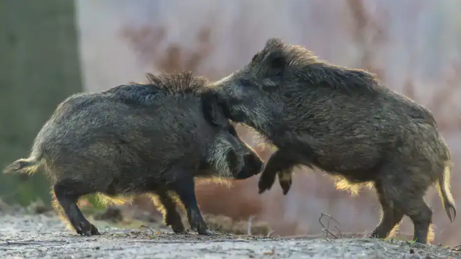 Wildschweine kaempfen