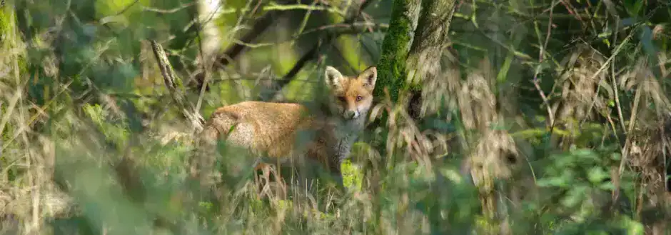 Fuchs