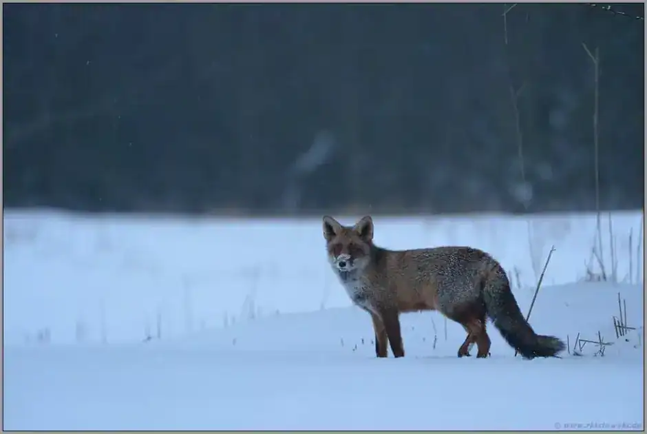 Fuchs im Schnee