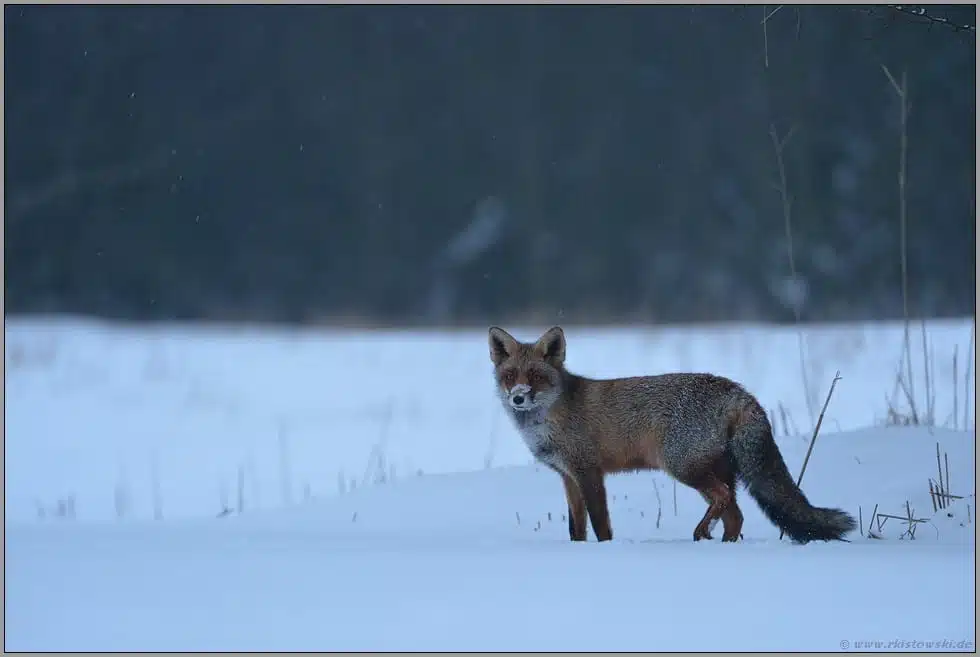 Fuchs im Schnee