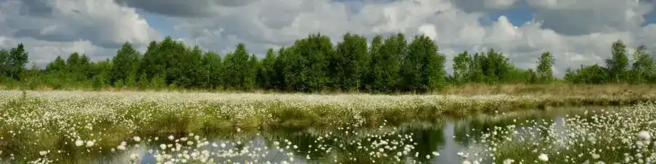 Moor Luedersburg