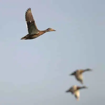 Gaense am fliegen