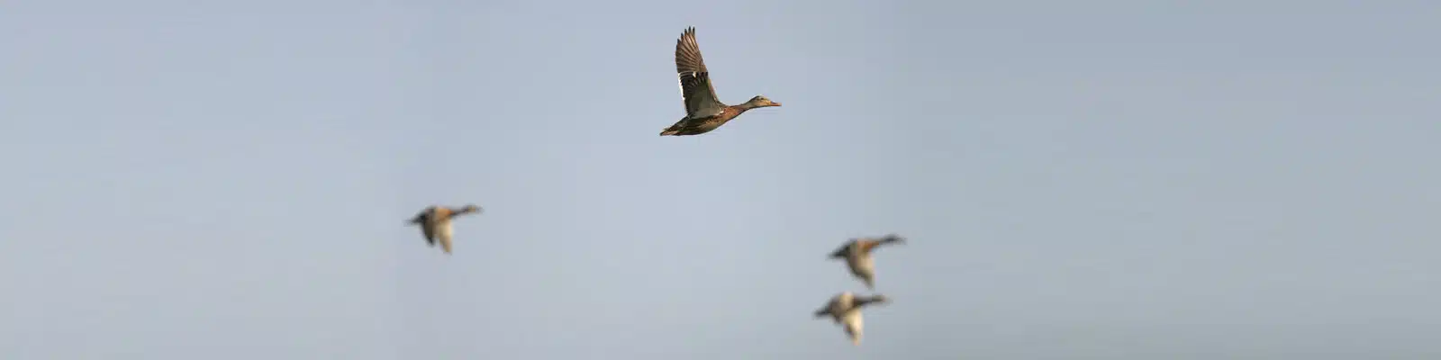 Gänse im Flug
