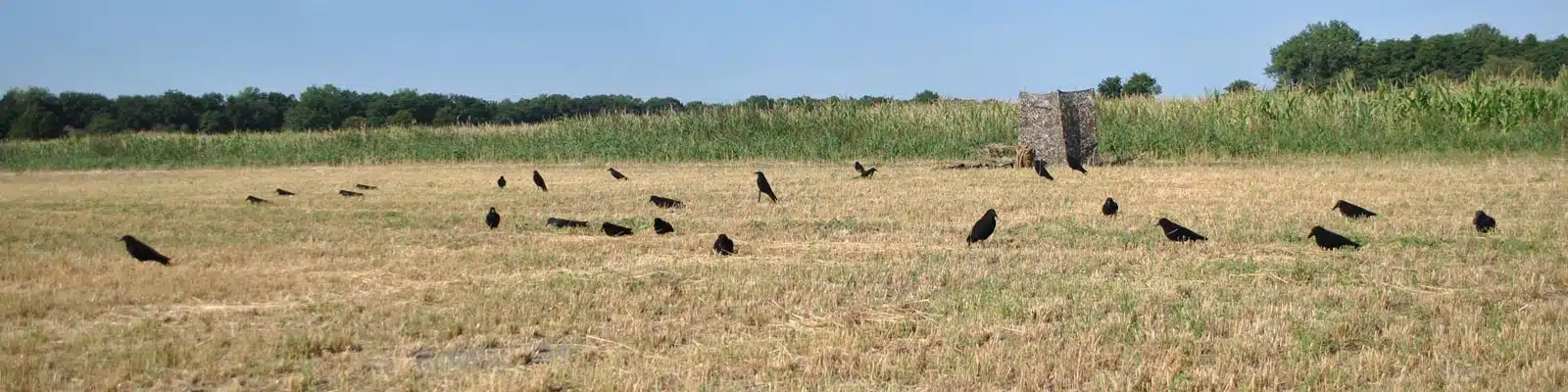 Krähenjagd