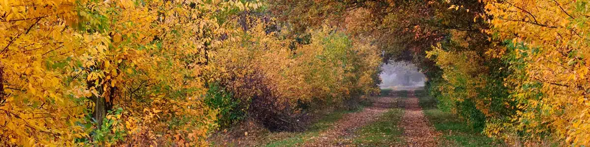 Waldweg