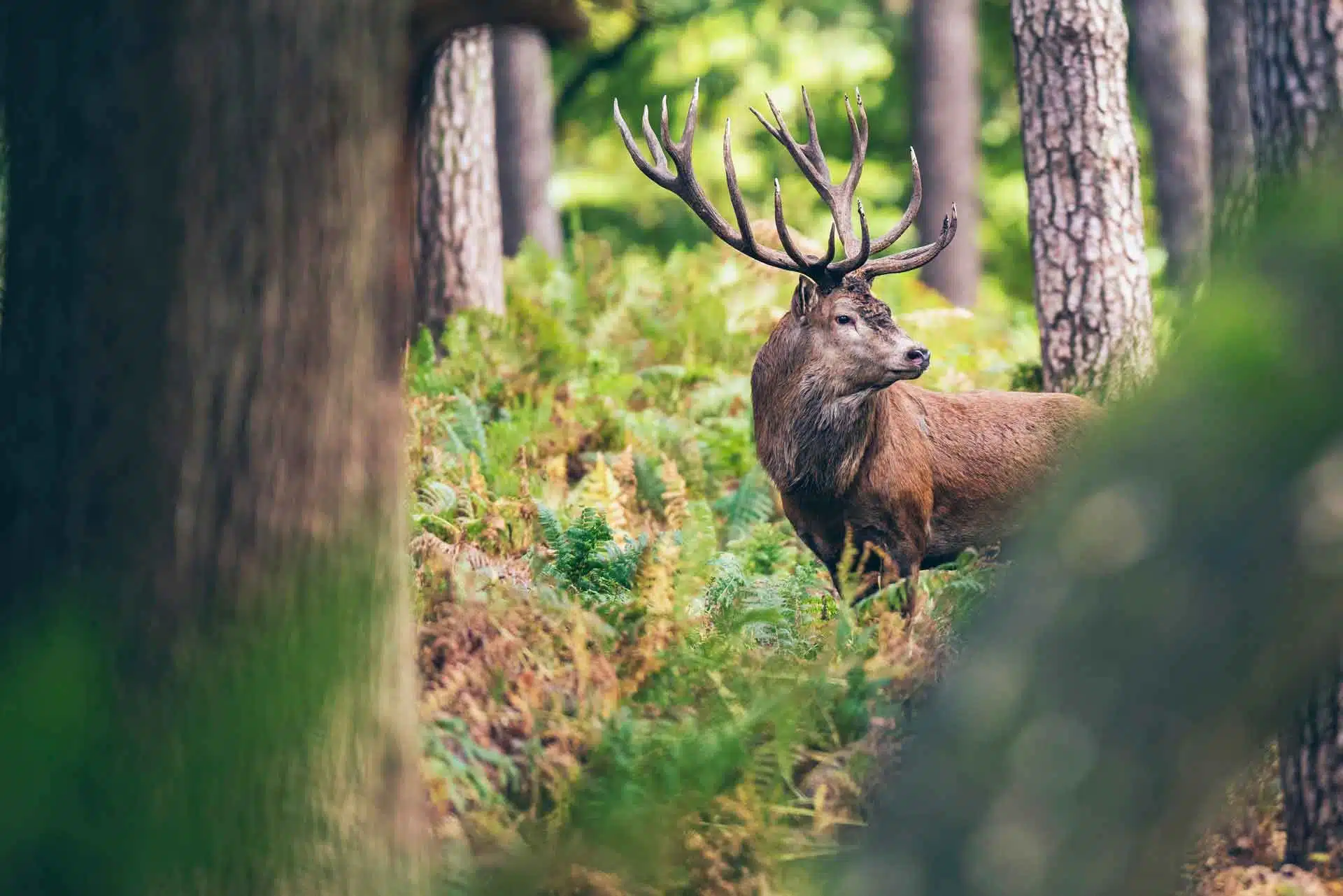 A red deer is standing in the woods.