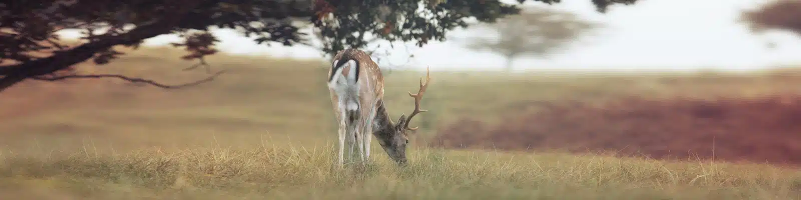 Damwildhirsch