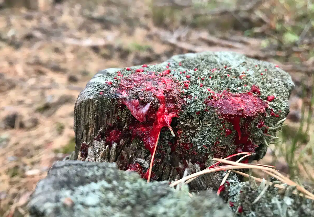 Blut auf einem Stamm
