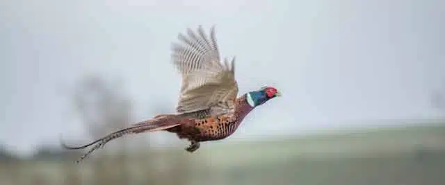 Fasan am fliegen