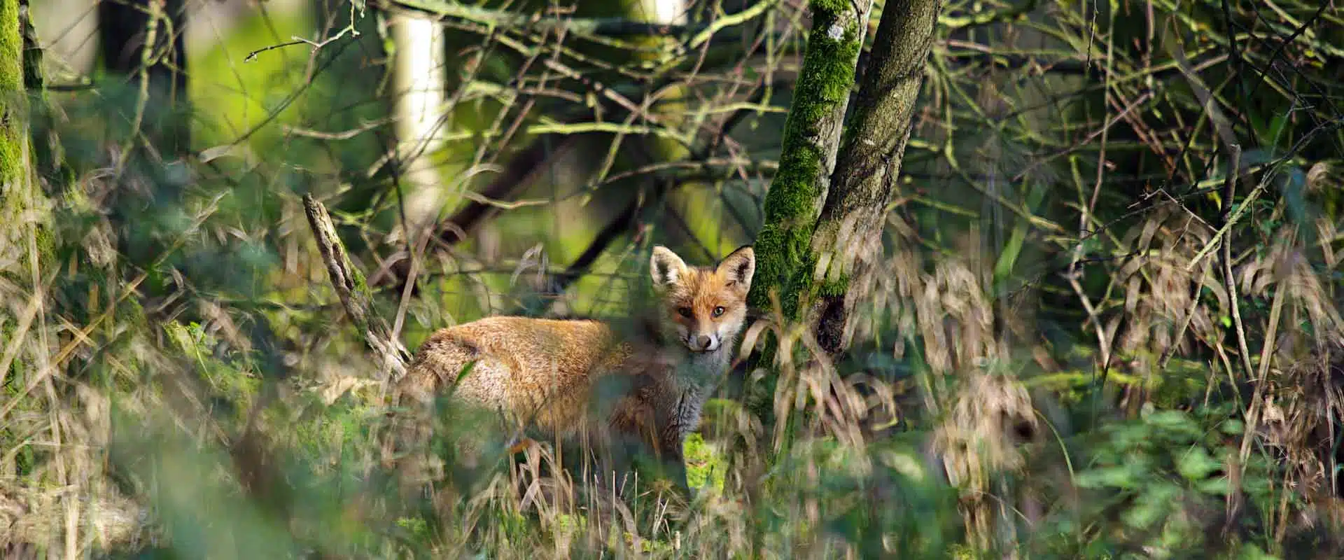 Fuchs