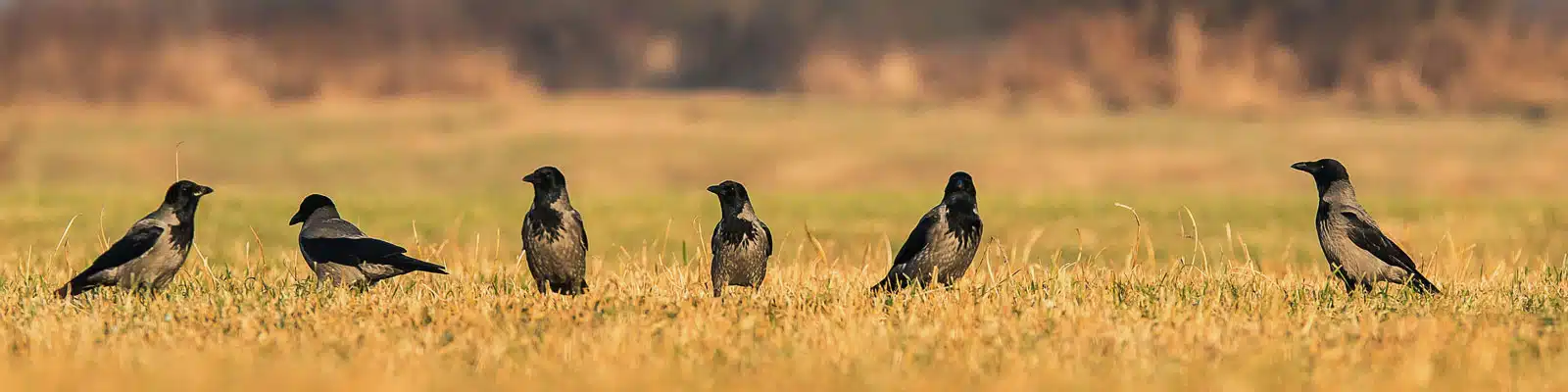 Krähenjagd