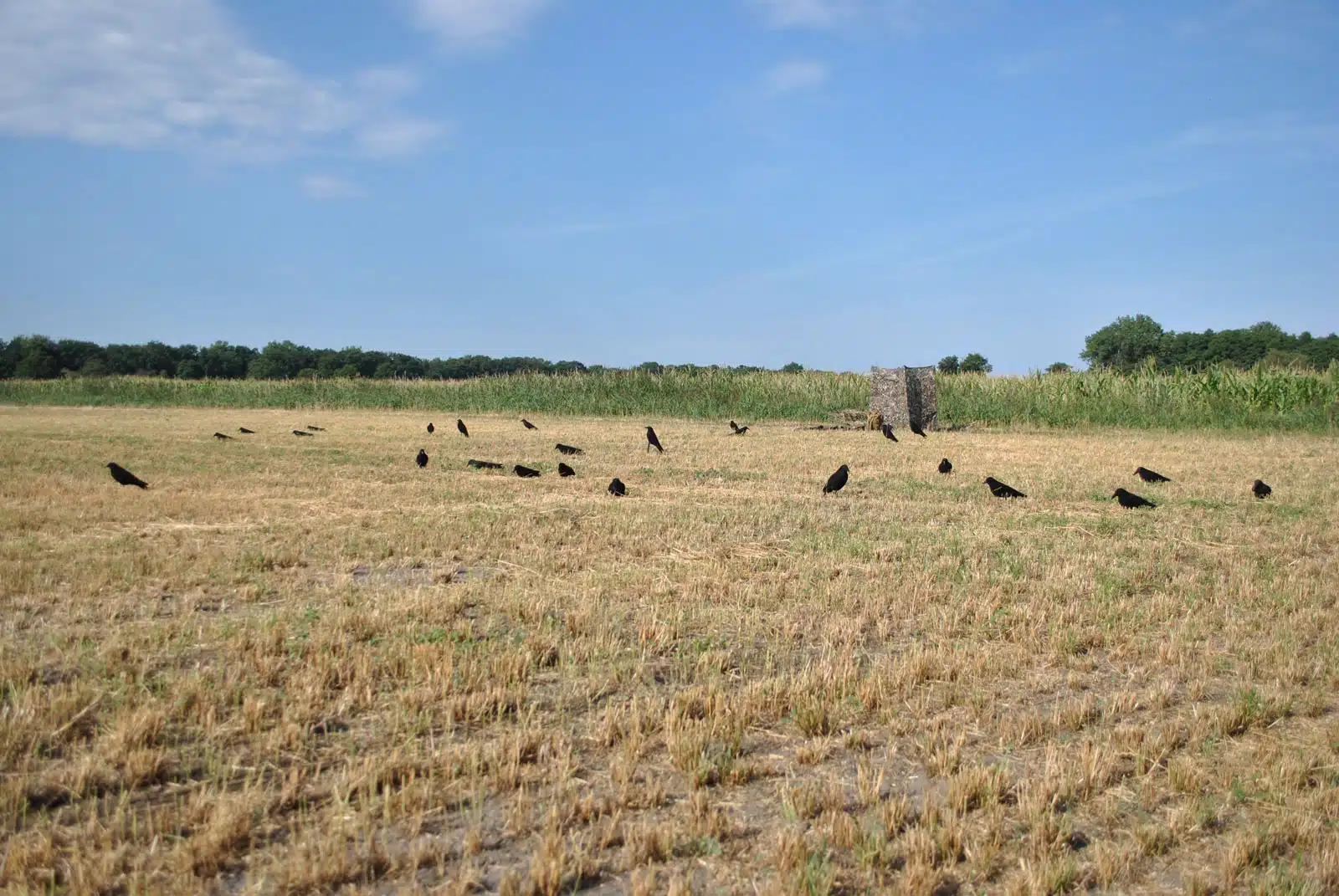 Kraehen auf einer Wiese