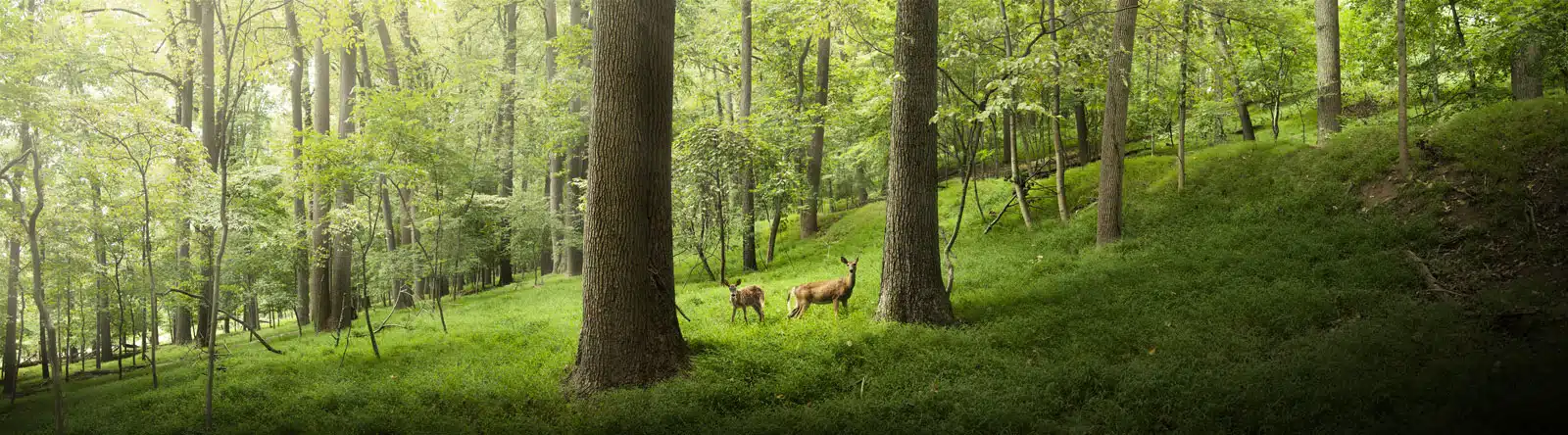 Rehe im Wald