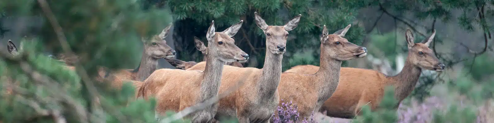 Sprung Rehe