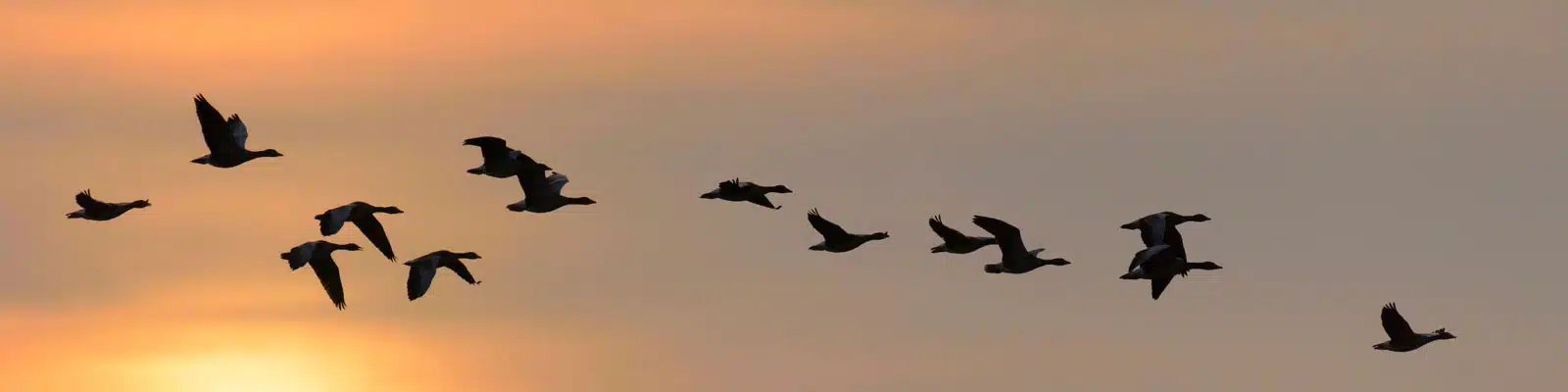 Gänse am Himmel