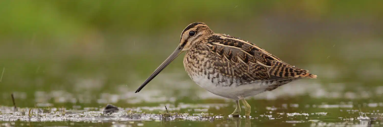 Snipe Bird